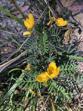 Plancia ëd <i>Senna aciphylla</i>