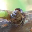 Image of Boreal Top Snail