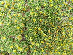 Image of Azorella diapensioides A. Gray