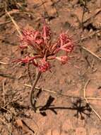 Chresta speciosa Gardn. resmi