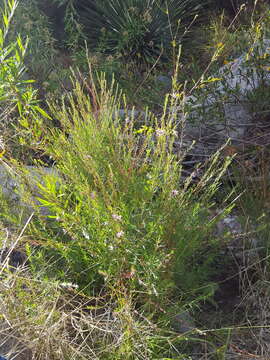 Plancia ëd Lythrum californicum Torr. & Gray