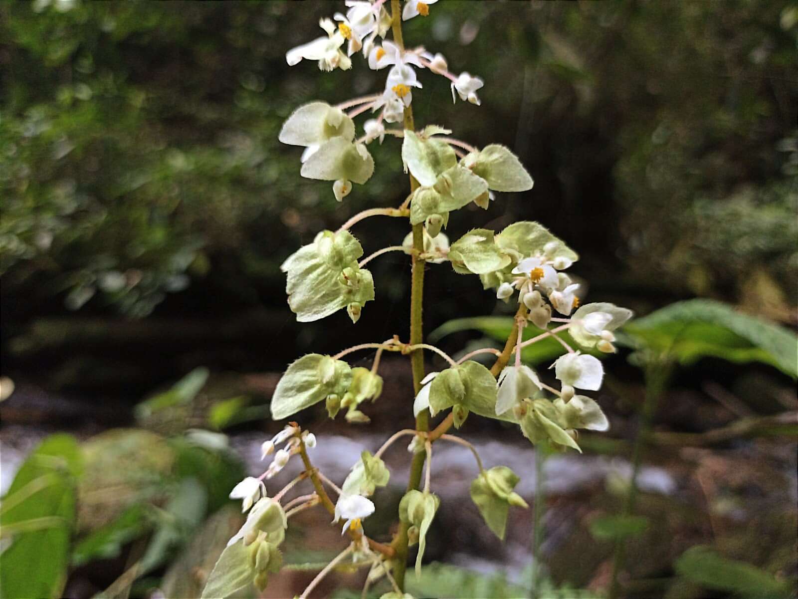 Image of Begonia buddleiifolia A. DC.