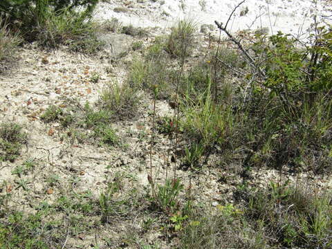 Image of bristly hawkbit