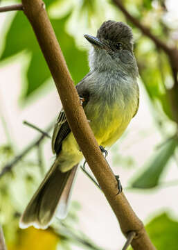 Image of Apical Flycatcher