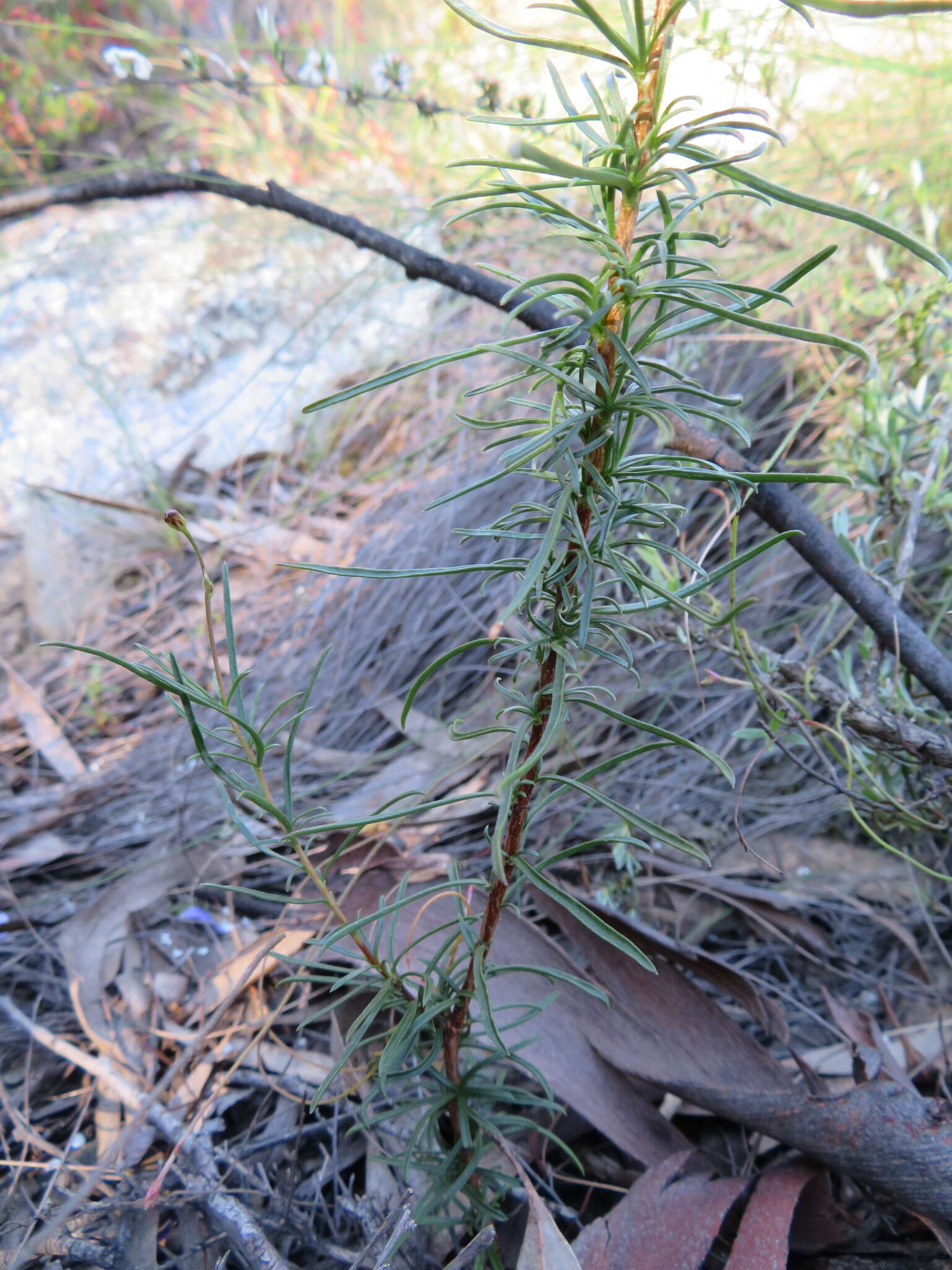 Image de Cheiranthera linearis A. Cunn.