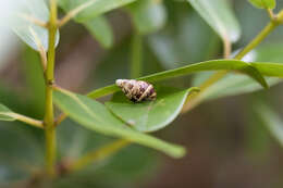 Image of Perdicella helena