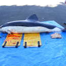 Image of Spectacled Porpoise