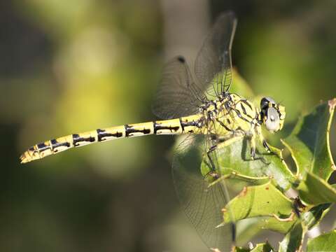 Image of Green-eyed Hooktail