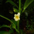 Image of Drymonia psilocalyx Leeuwenb.