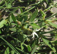 Image of Orthanthera jasminiflora (Decne.) Schinz