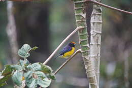 Image of Tawny-capped Euphonia