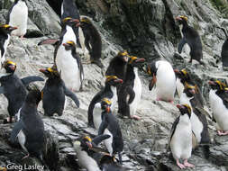 Image of Macaroni Penguin