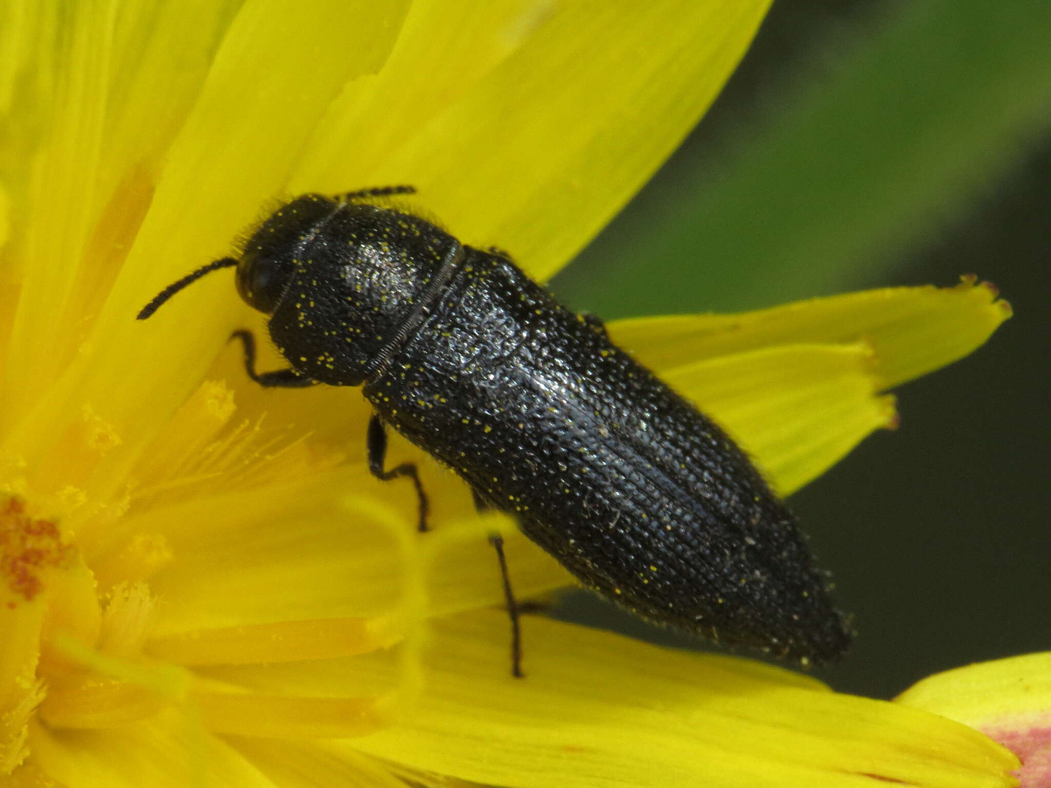 Image of Acmaeodera crinita melanosoma Lucas 1844