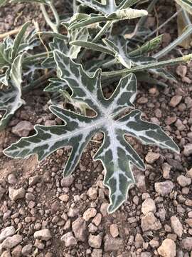 Image of fingerleaf gourd