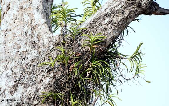 Plancia ëd Vanda tessellata (Roxb.) Hook. ex G. Don