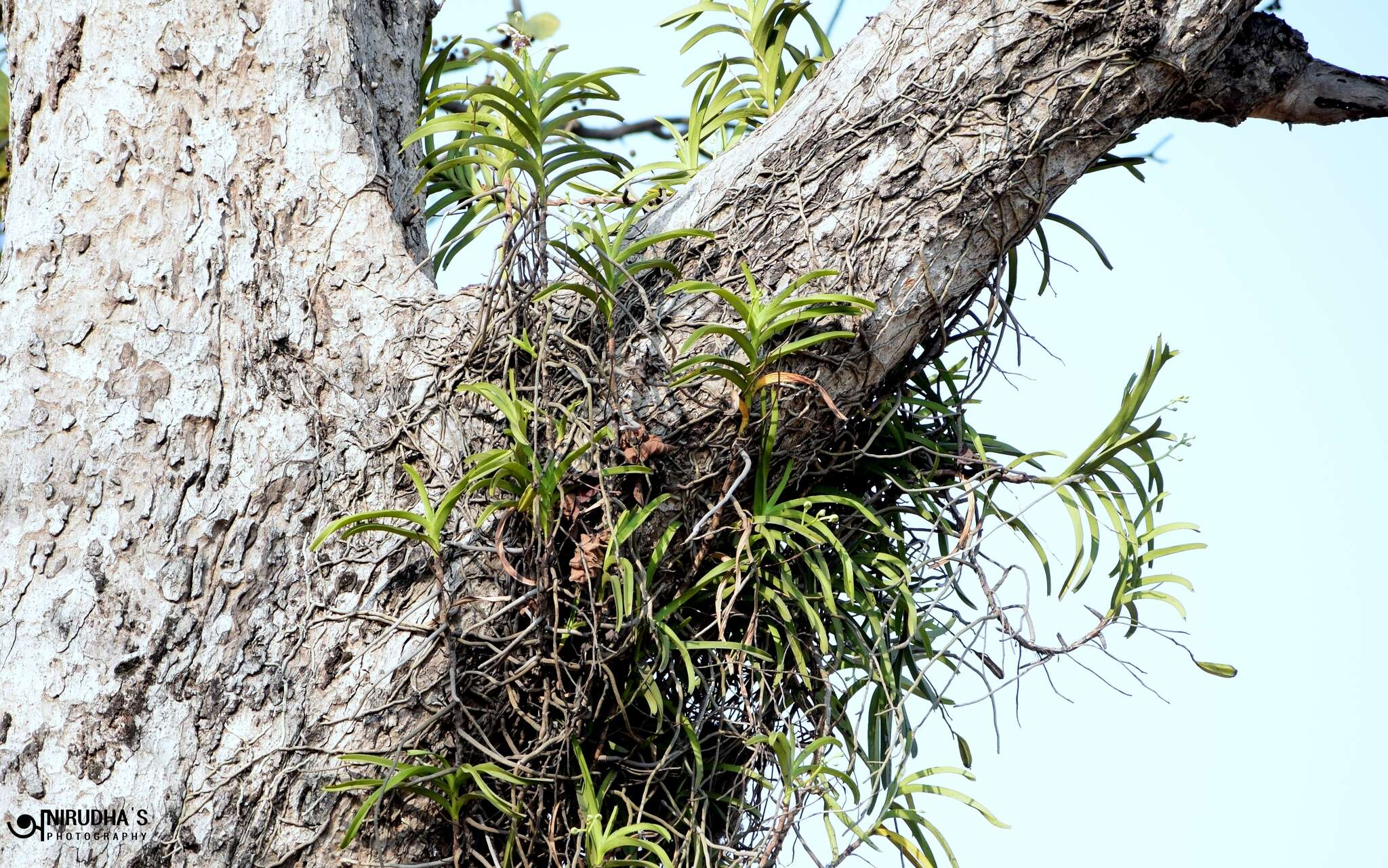 Image of Grey orchid