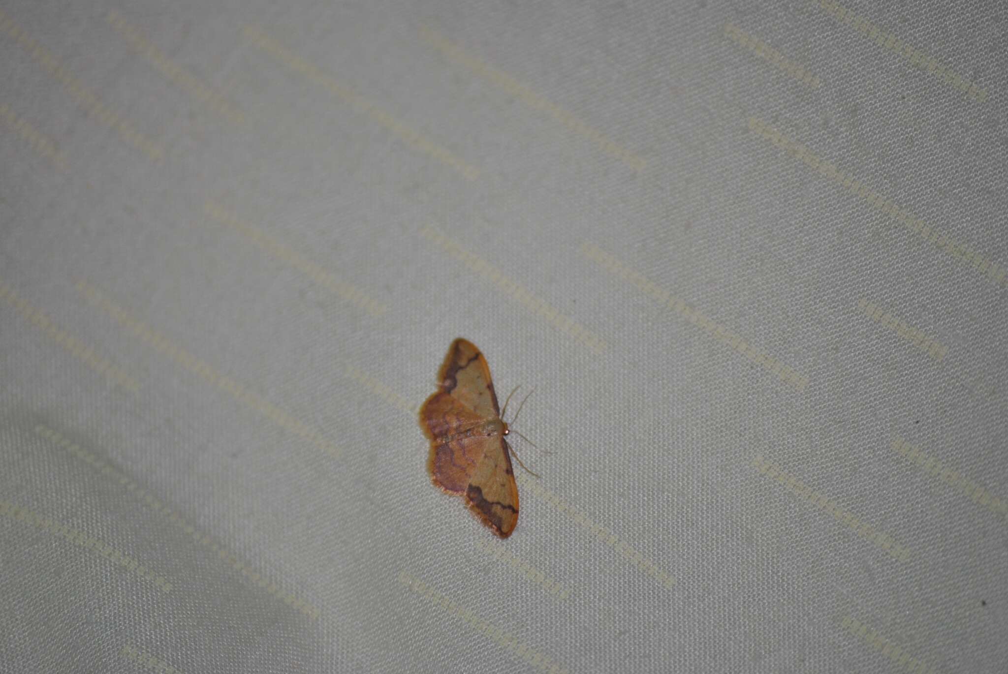 Image de Idaea ostrinaria