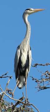 صورة Ardea cinerea cinerea Linnaeus 1758