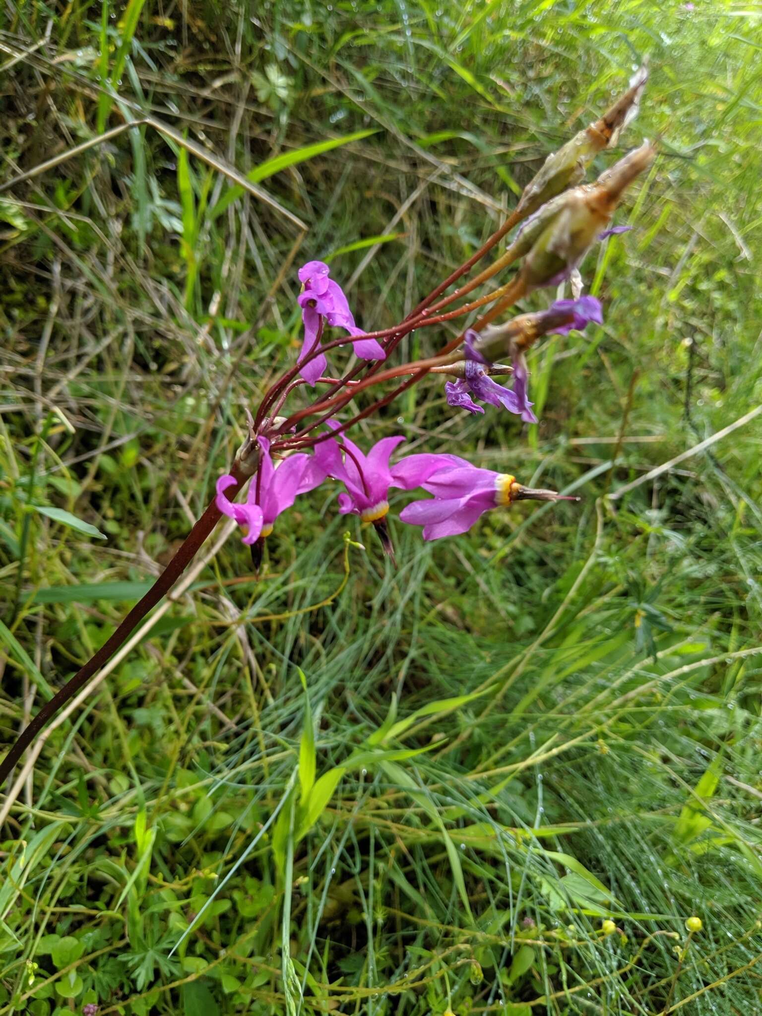 Plancia ëd Dodecatheon pulchellum subsp. macrocarpum (A. Gray) Taylor & Mac Bryde