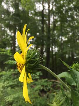 Helianthus resinosus Small resmi