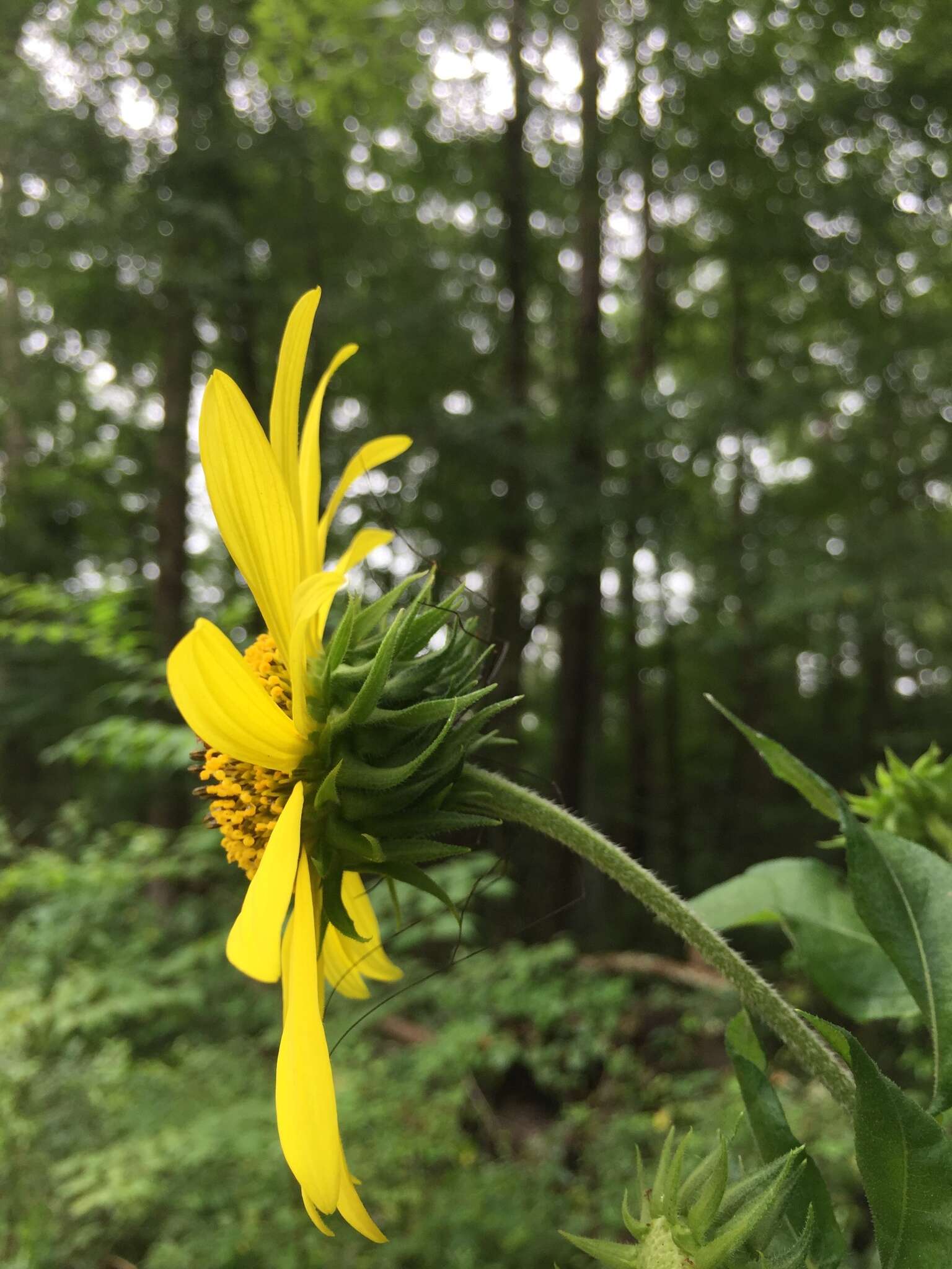 Image de Helianthus resinosus Small