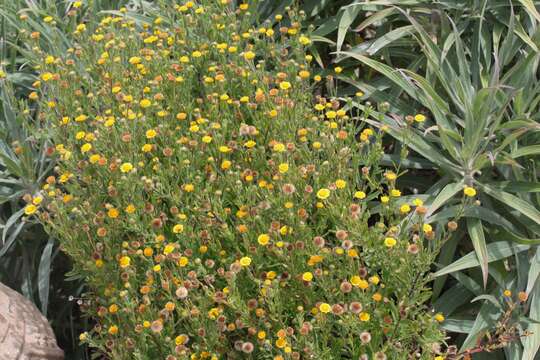 Image of Spanish False Fleabane