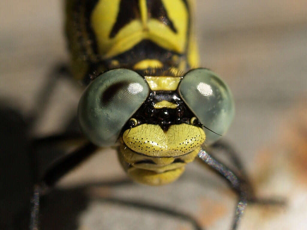 Image of Green-eyed Hooktail