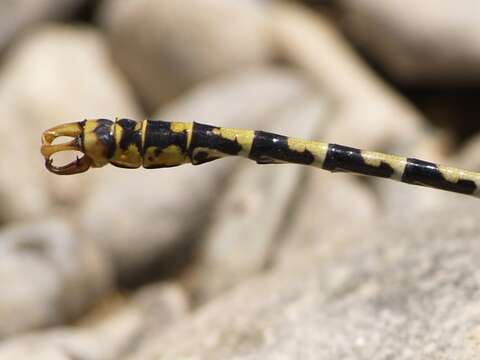 Image of Green-eyed Hooktail