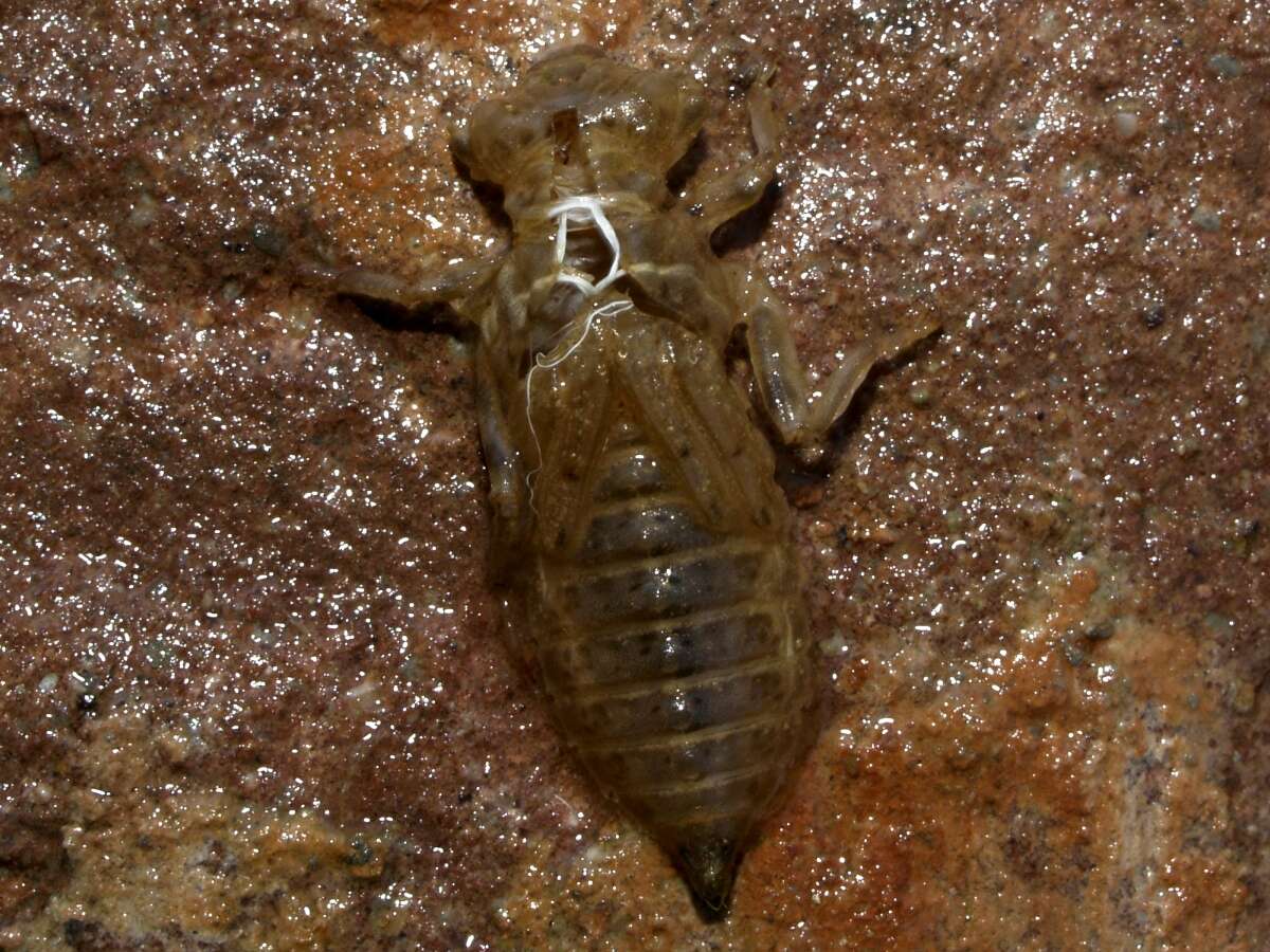 Image of Green-eyed Hooktail