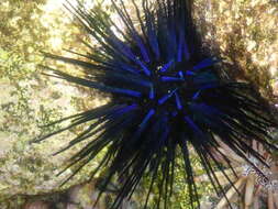 Image of Diadema urchin