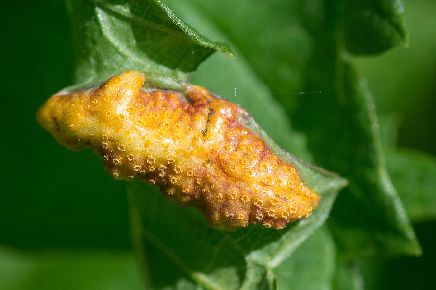 Image of nettle rust (fungus)