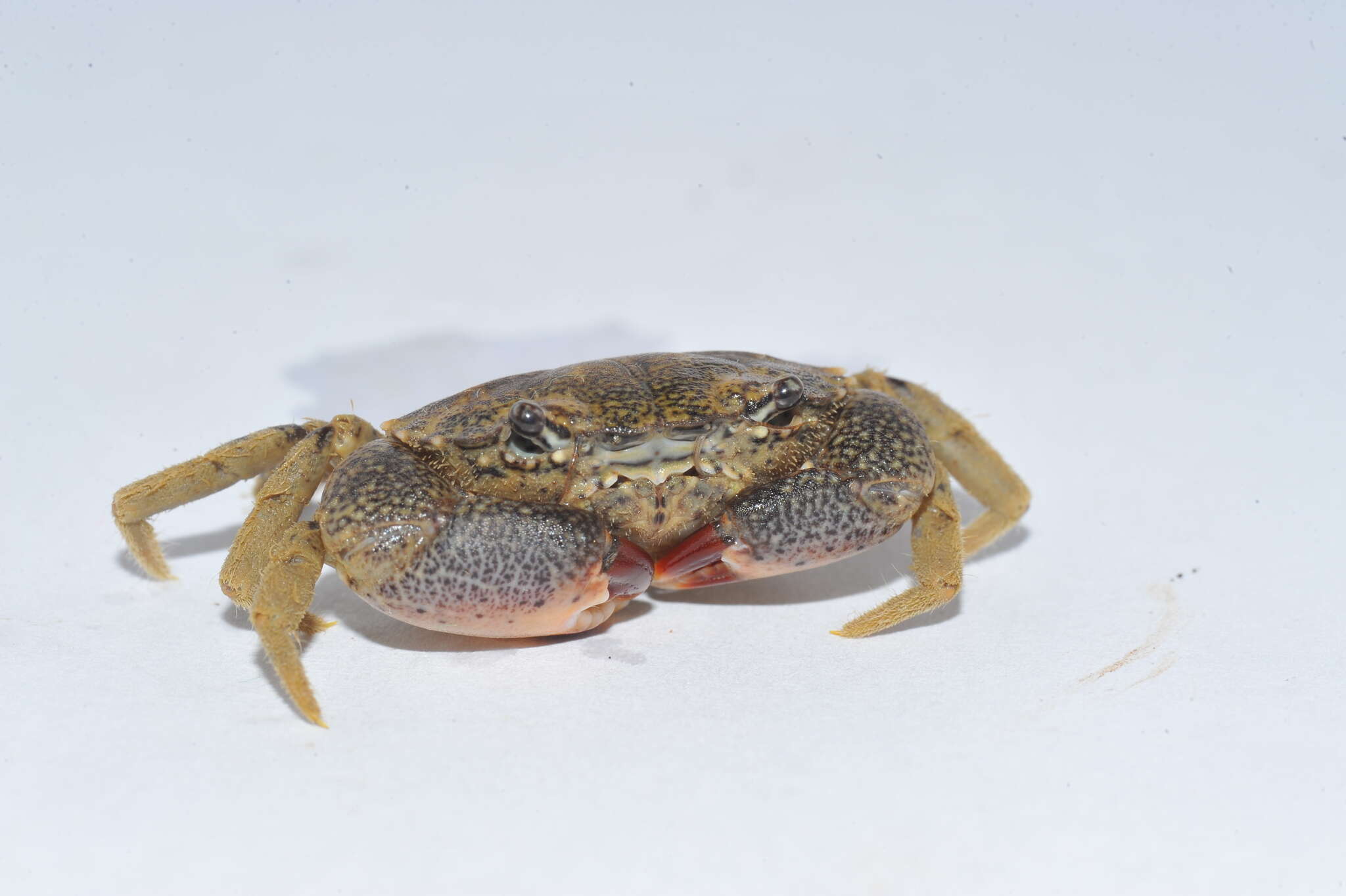 Image of Atlantic mud crab