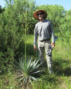 Image of Brazos River yucca