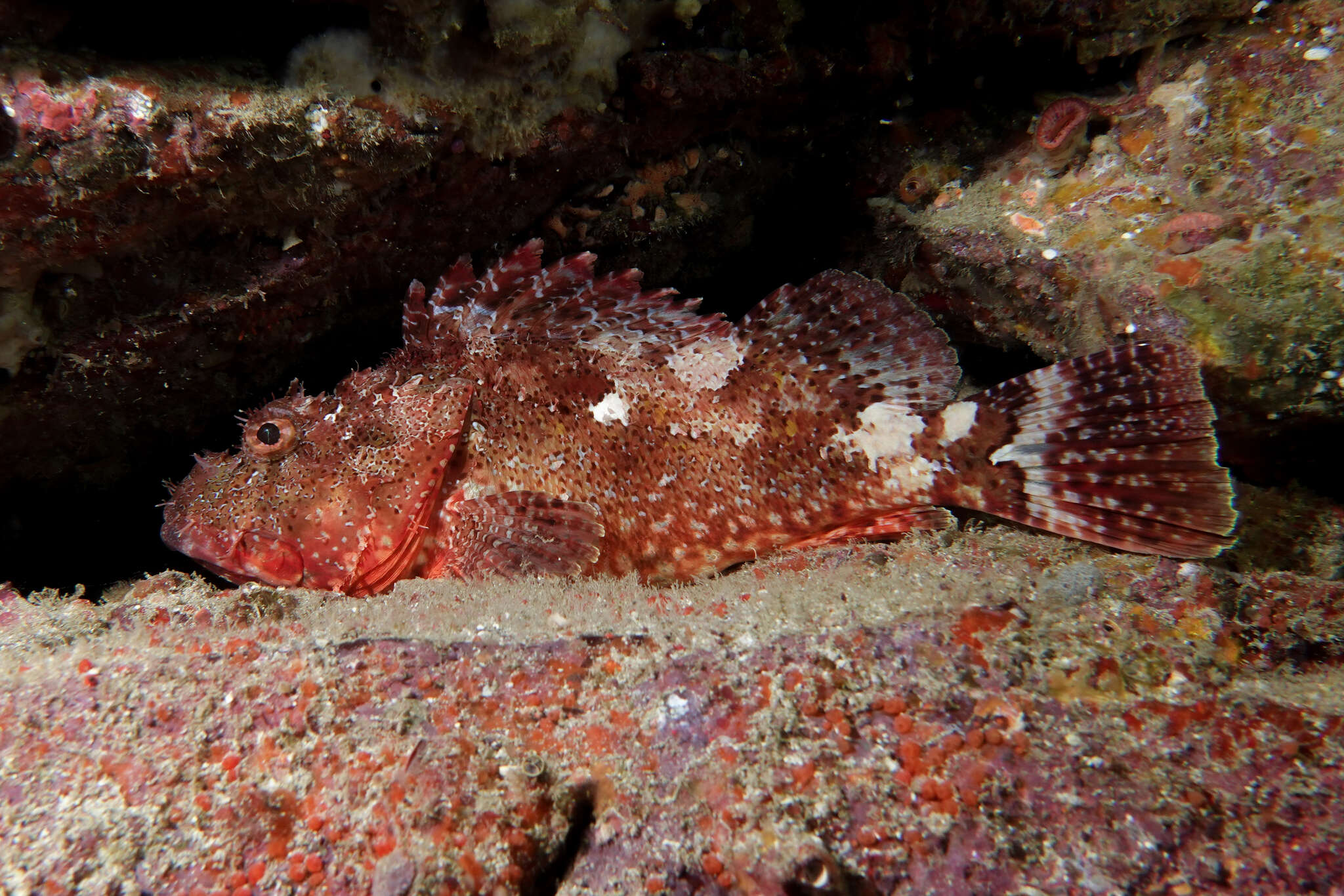Image of Red scorpionfish