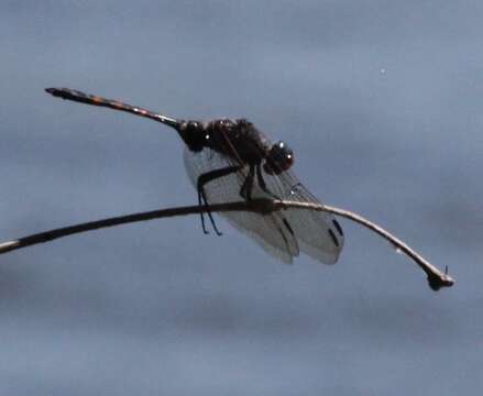 Image of Southern Riverking