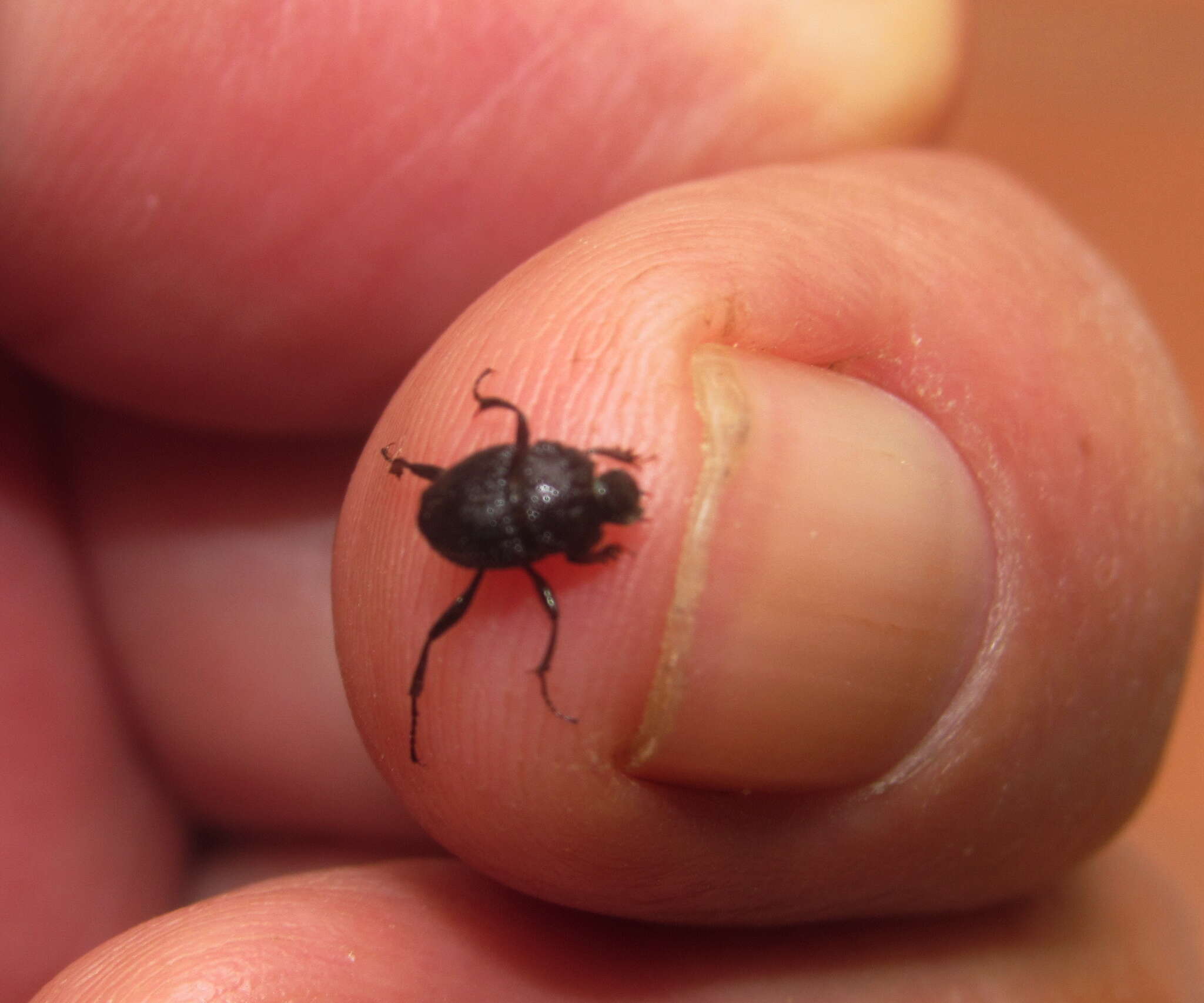 Image de Neosisyphus rubrus (Paschalidis 1974)