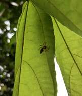 Image of Jumping spider