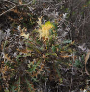 Sivun Banksia sessilis (Knight) A. R. Mast & K. R. Thiele kuva