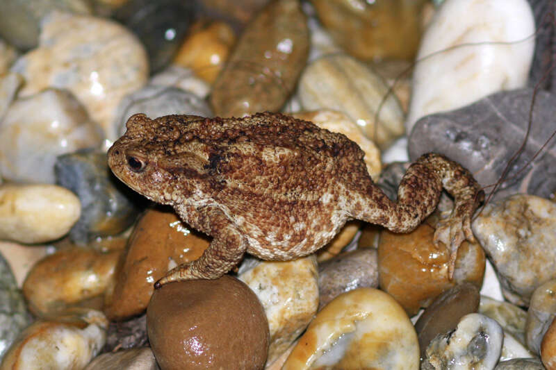 Image of Common Toad