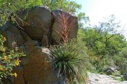 Imagem de Puya spathacea (Griseb.) Mez