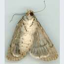 Image of Agrotis poliotis Hampson 1903