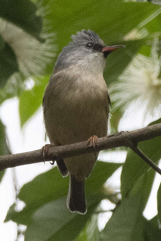 Image of Black-chinned Yuhina