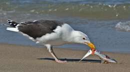 Image of Great Black-backed Gull