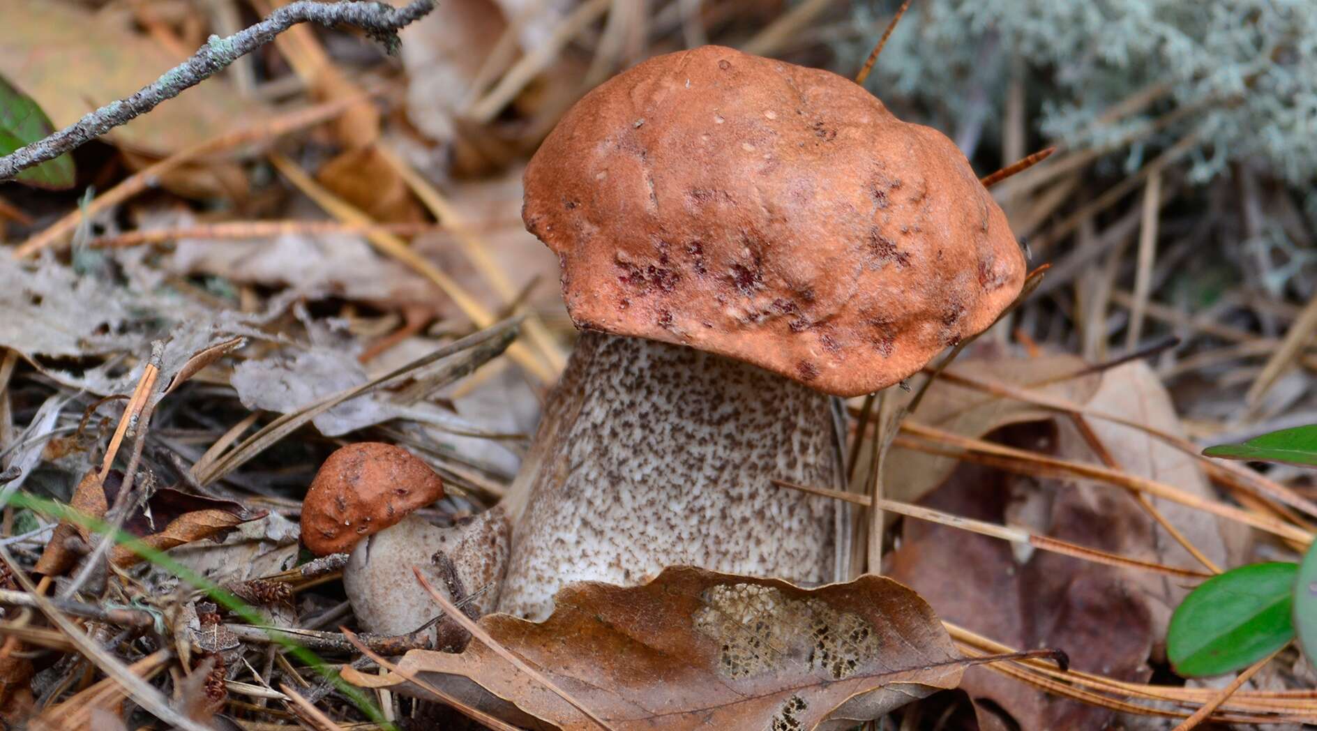 Image of Leccinum versipelle (Fr. & Hök) Snell 1944