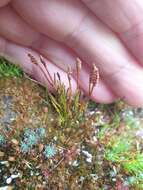 Imagem de Schizaea australis Gaud.