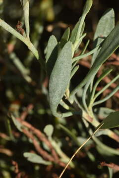 Image of Limoniastrum monopetalum (L.) Boiss.