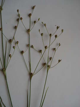 Image of sand rush