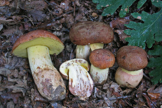 Image of butter bolete