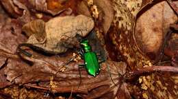 Imagem de Cicindela (Cicindela) sexguttata Fabricius 1775