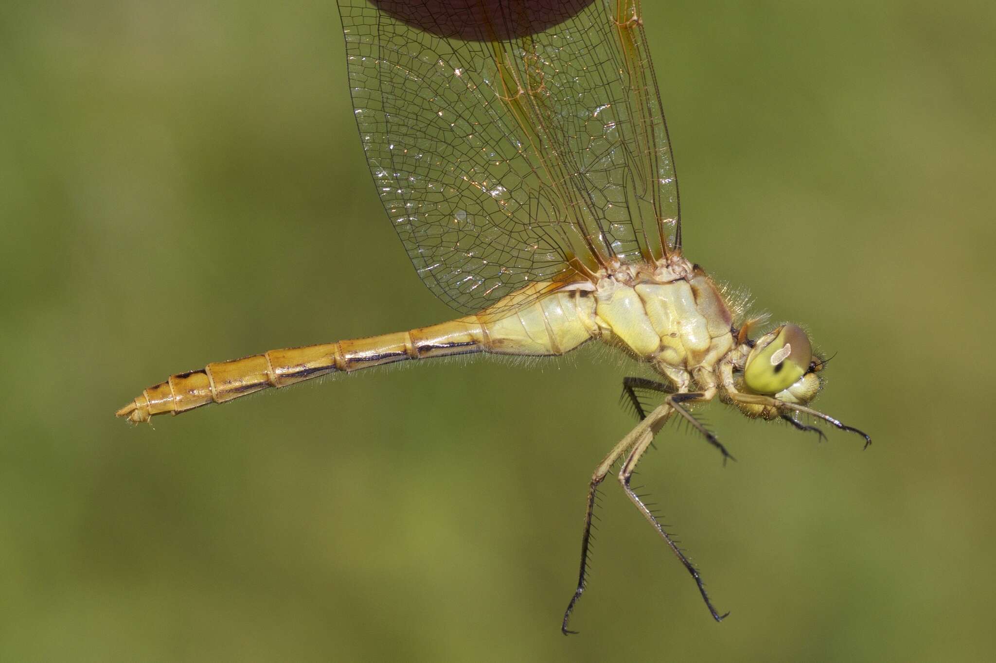 Image of Saffron-winged Meadowhawk